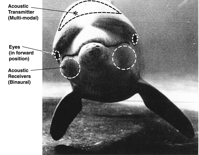 the-sensory-performance-of-the-dolphin